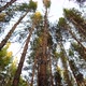 Being in pine forest.Bottom view of tops rotating tall pines. - VideoHive Item for Sale