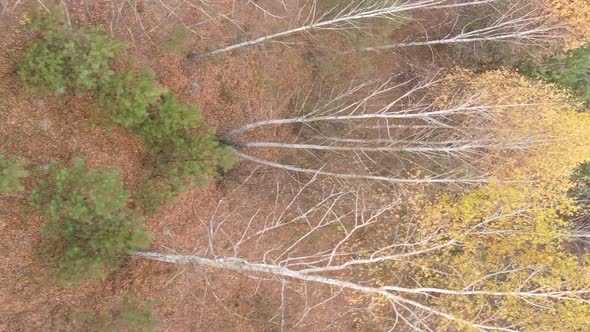 Vertical Video of Trees in the Forest in Autumn