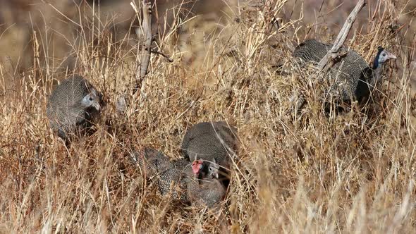 Helmeted Guineafowls Feeding In A Bush