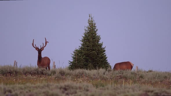 Bull Elk in velvet standing next to pine tree on mountain top
