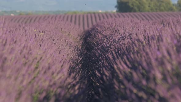 Rows of lavender in Valensole