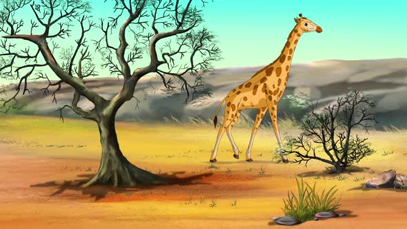 African giraffes in the savanna on a sunny day animation