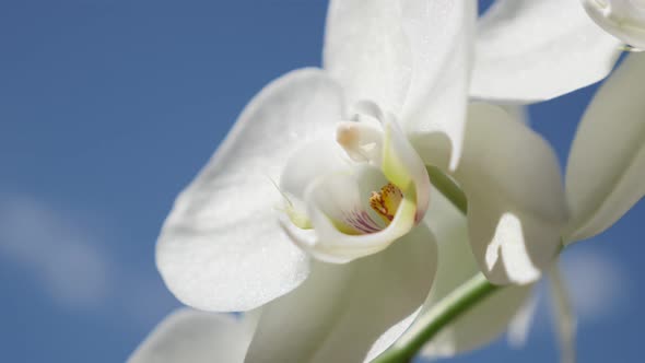 Close-up of white Phalaenopsis amabilis   flower petals  4K 2160p 30fps UltraHD footage - Beautiful 