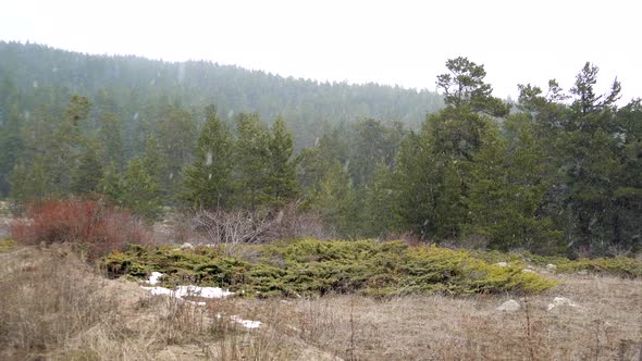 Beginning Snowfall in Branches Forest