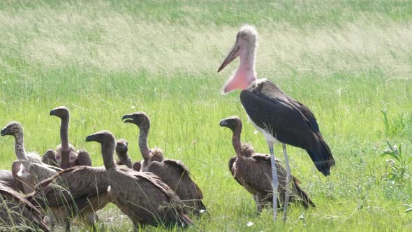 Marabou Stork And White Backed Vultures Roaming On The Green Meadows In Botswana Near A Dead Hippopo