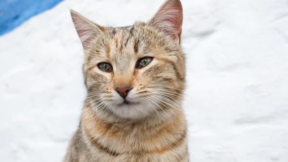 Close Up Video Portrait of Beautiful Cat Muzzle