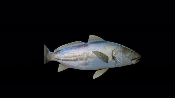 4K Realistic Fish alt