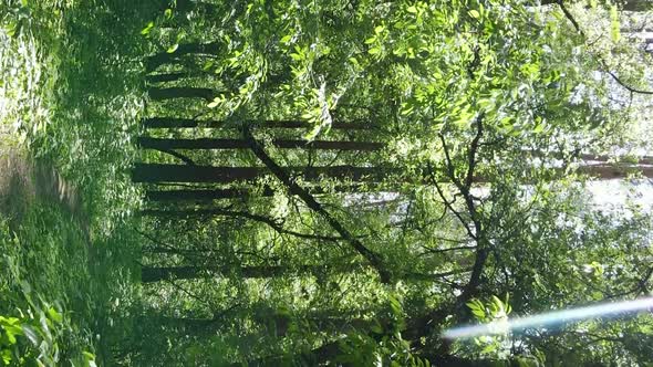 Vertical Video Aerial View Inside a Green Forest with Trees in Summer