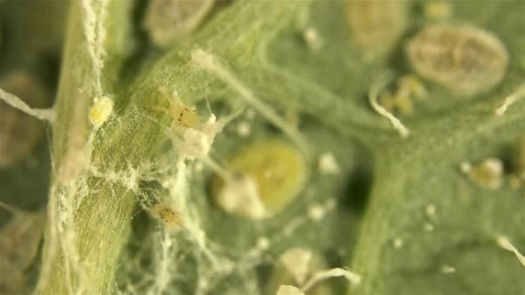 An Ordinary Spider Mite Under a Microscope, the Tetranychidae Family, On the Green Leaf