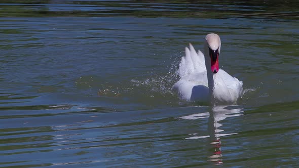 Alone White Swan Grooming Itself In The Green Water Of A Lake