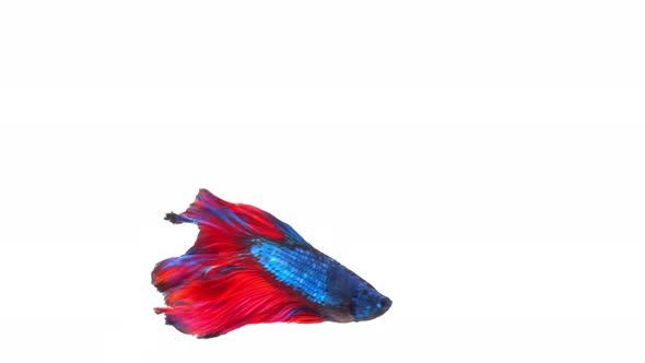 Siamese fighting fish (Betta splendens)