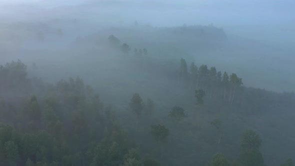 Foggy Forest in Early Morning