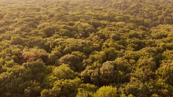 Moving Above Wild Forest Trees