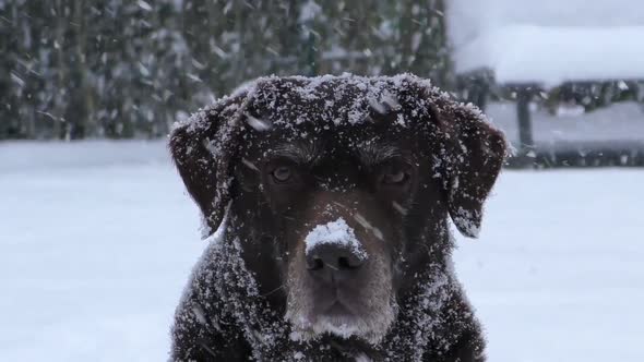 Chocolate labrador dog in snow during a blizzard snow storm in winter, outdoor pet portrait looking