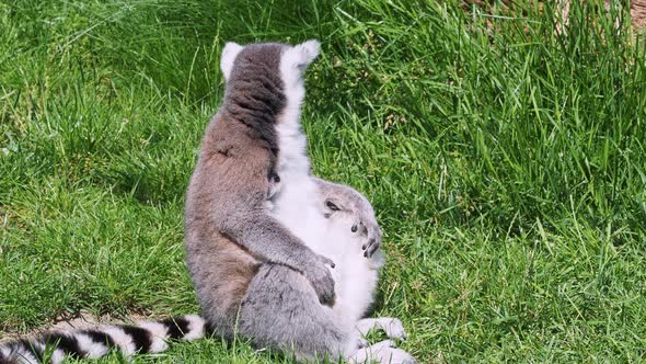 Ring tailed lemur in grass, Lemur catta.