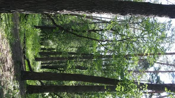 Vertical Video Aerial View Inside a Green Forest with Trees in Summer