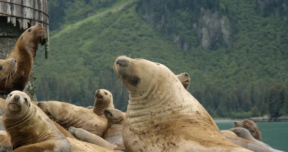 Flock of Sea Lions Resting on Coastline of Alaska, North American Animal in Cold Natural Habitat, Sl