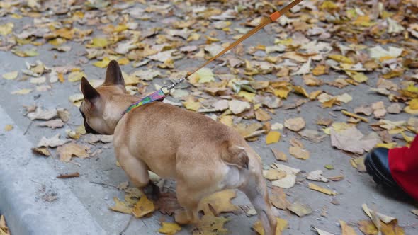 Closeup of a Leg Woman Walking Journey with a Dog in the Autumn Park