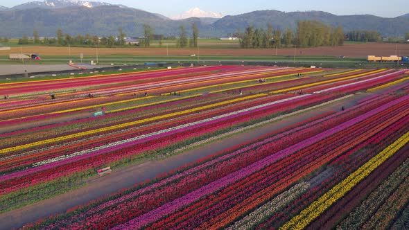 Aerial drone view of tulip flowers fields growing in rows of crops.