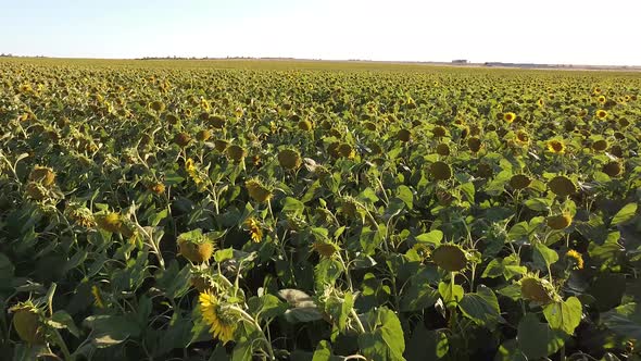 Aerial Photography of a Drone Flying Over a Sunflower Field From a Close Distance