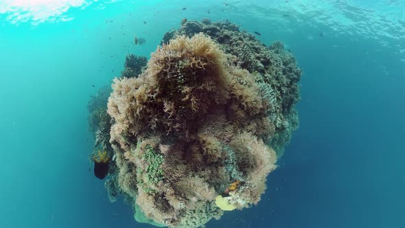 Coral Reef with Fish Underwater. Bohol, Philippines