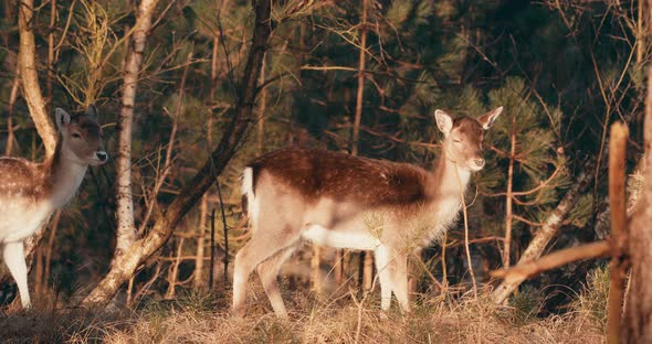 Fallow Deers Look At The Camera In Forest On A Sunny Day In The Netherlands. wide shot