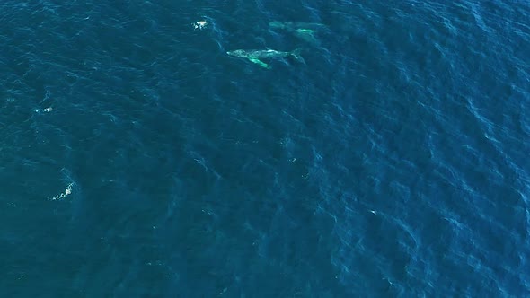 Aerial of humpback whale calf come to surface to breathe before diving