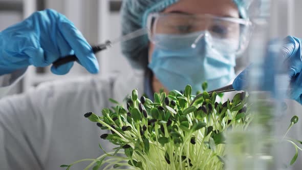 Artificial Greens. Cutting Samples Of Organic Food Screeches In The Laboratory. Laboratory Doctor