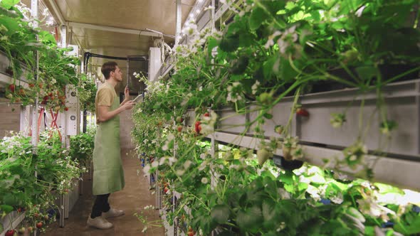 Male Nursery Worker In Greenhouse