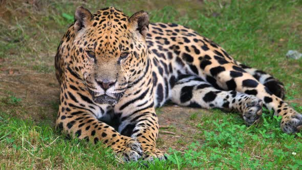 Leopard in the Natural Habitat