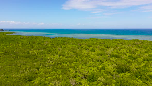 Coast with Mangroves and Sea