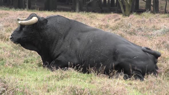 Big black ox laying in field chewing grass. Medium handheld shot.