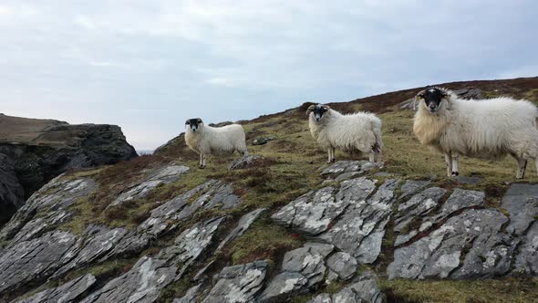 Sheep at the Coastline at Dawros in County Donegal  Ireland