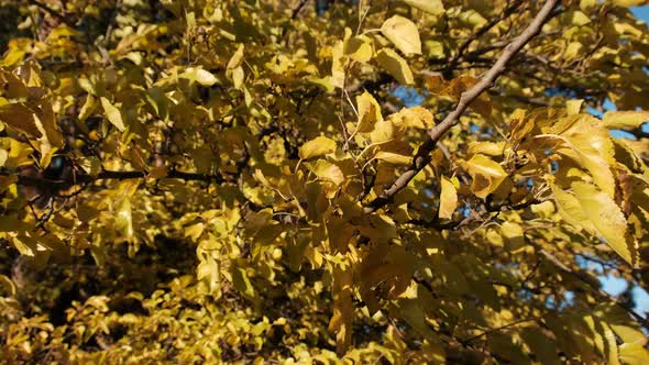 Yellow Leaves on the Trees Sway in the Wind on Sunny Autumn Day