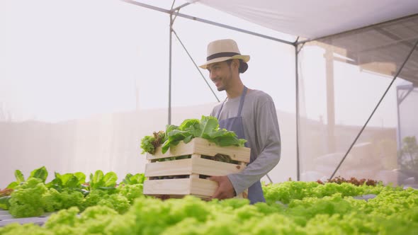 Asian man farmer carrying box of vegetables green salad in hydroponic greenhouse farm.