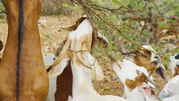 Group Of Goats Reaching The Low Branches Of A Tree With Green Foliage For Eating In Bonaire.  - wide