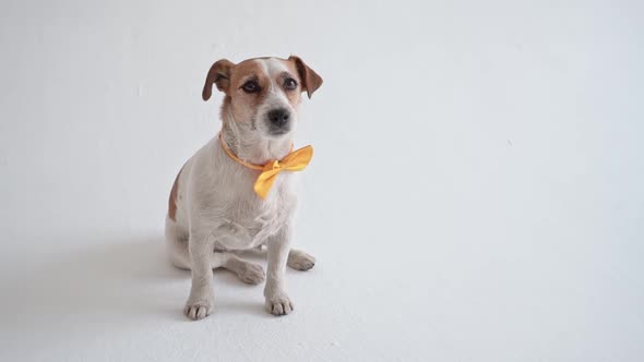 Studio Shot of an Adorable Calm Jack Russell Terrier with a Yellow Tie Tied Around His Neck in Front