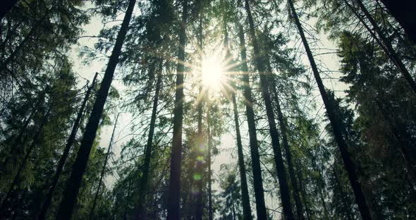 Bottom View of Pine Trees in Forest in Sunshine.