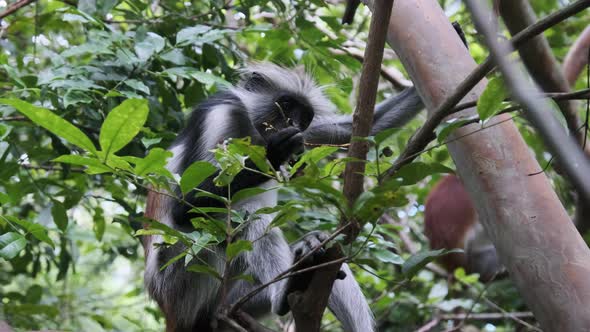 Red Colobus Monkey Sitting on Branch in Jozani Tropical Forest Zanzibar Africa