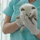 Ragdoll Kitten and Veterinarian - VideoHive Item for Sale