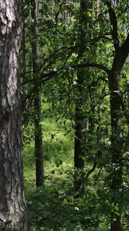 Vertical Video of the Forest By Day