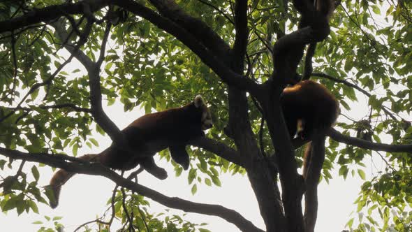 Endangered Red Pandas Sitting in Tree on Warm Sunny Day