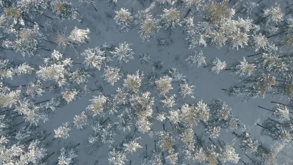 Aerial View Winter Forest Background