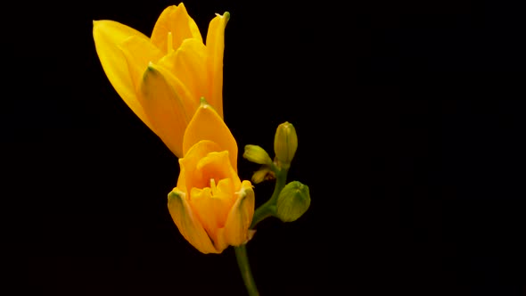 Spring Flowers Day Lily Opening