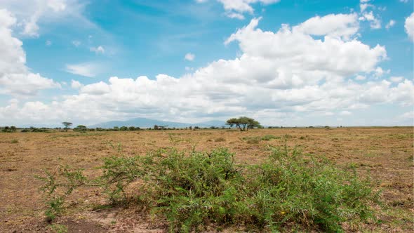 Timelapse of Serengeti landscape with a Wildebeest scull in front