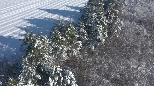 Snowed forest by winter morning 4K aerial video