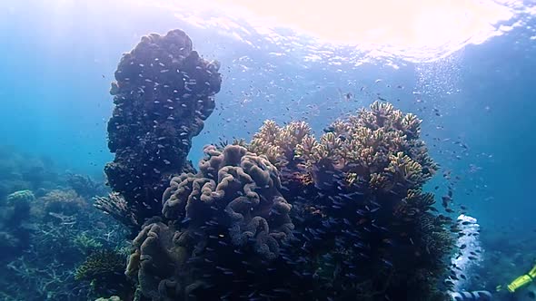 underwater landscape with coral towers. in the background there are divers on the surface and the su