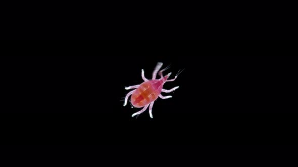 Microscopic Predatory Mite, Bdellidae Family, Prostigmata Order, Acariform Ticks Superorder