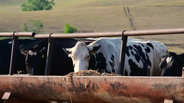 Livestock Farming. Dairy Cows Eating Nutritious Fodder Standing in Stall.