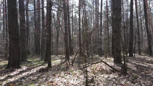 Forest Landscape Aerial View Slow Motion